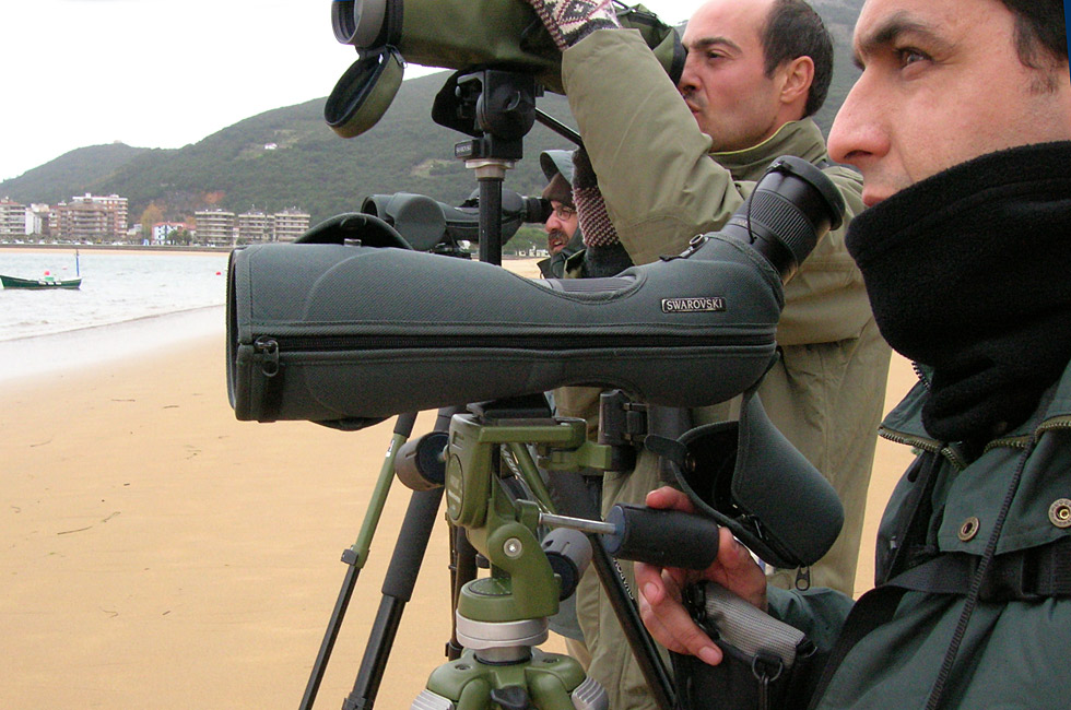 Observando aves en Santoña 2005